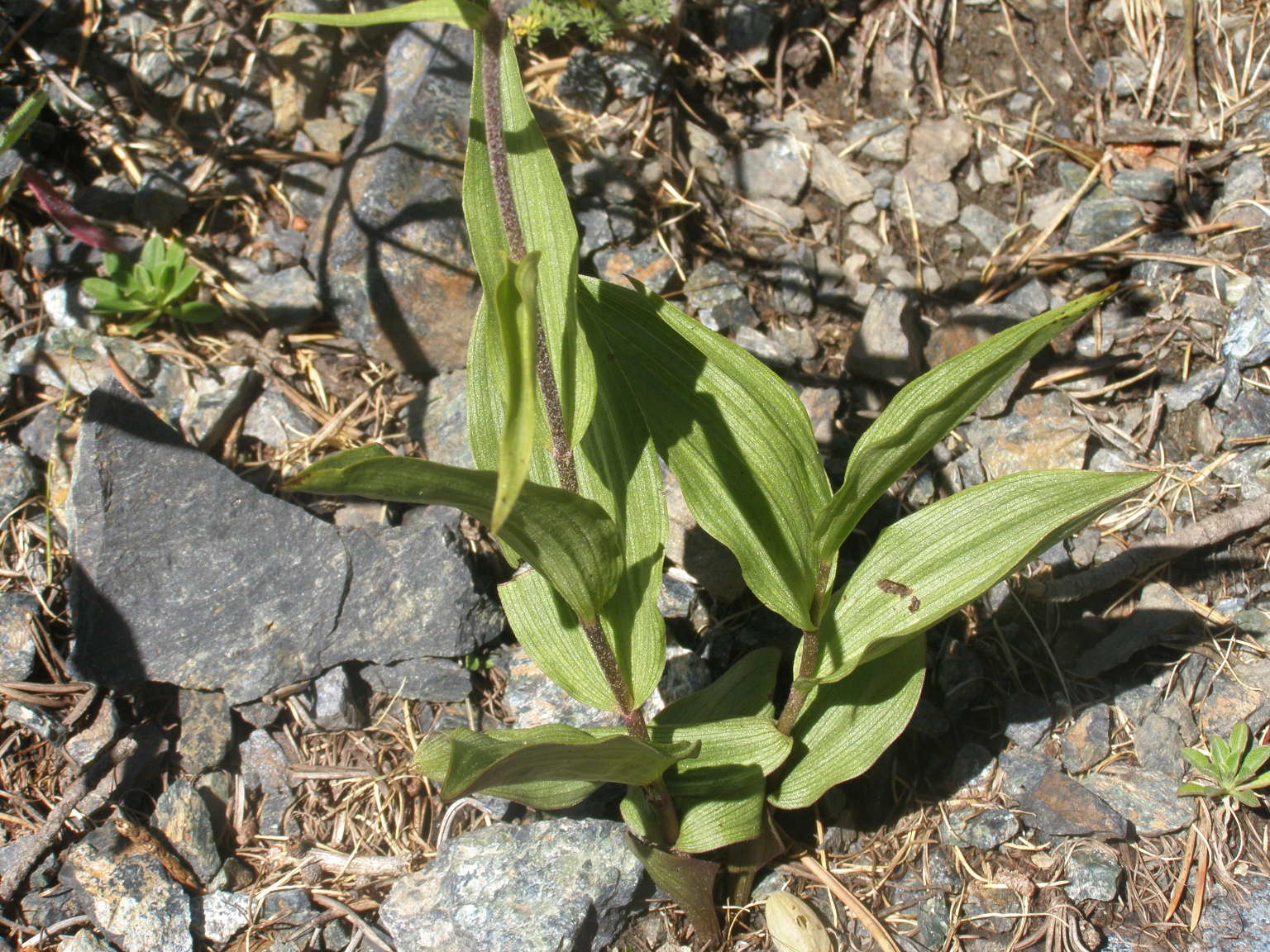 Epipactis atrorubens